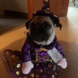 Dog Costume- Halloween
